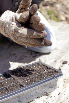 growing-tomatoes-from-seed